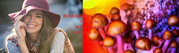 прущие грибы Няндома